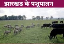 Animal husbandry in Jharkhand Archives - OK World Guru
