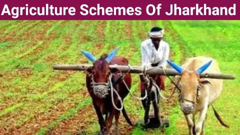 Agriculture Scheme Of Jharkhand
